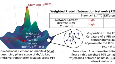 Charting cellular differentiation trajectories with Ricci flow featured image